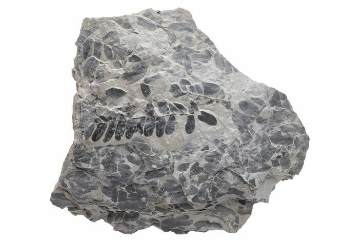 Pennsylvanian Fossil Fern (Neuropteris) Plate - Kentucky #224620